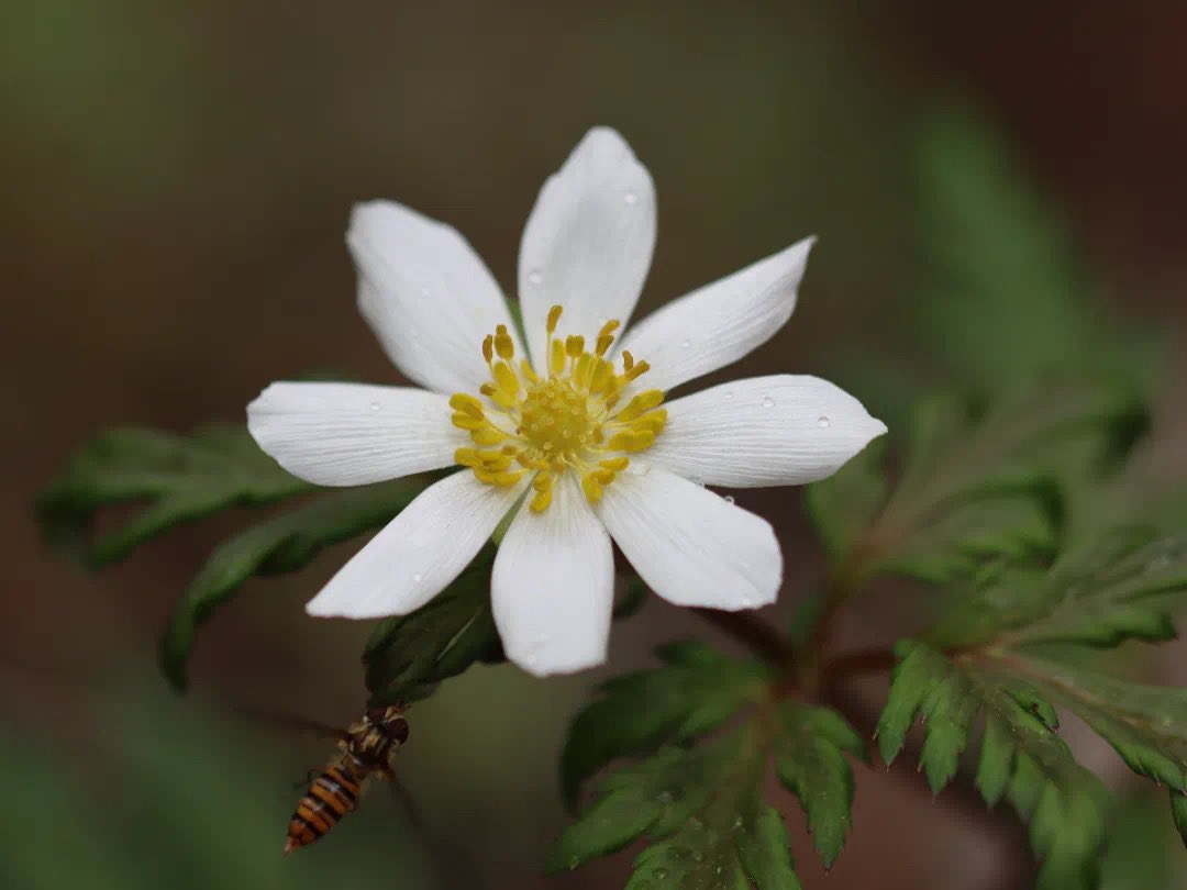 LijiangAmazing's tweet photo. As a biology teacher, she integrates her plant photography into her lessons, inspiring students to fall in love with biology and discover the beauty of life through her lens. 🌱💡📸🌍
#PlantPhotography #NatureInEducation #LifeThroughLens https://t.co/GVDHH3VVER