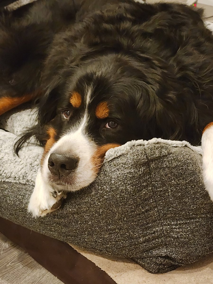 ShowNwo's tweet image. #BestAtHomeContest Apollo, Bernese Mountain dog
