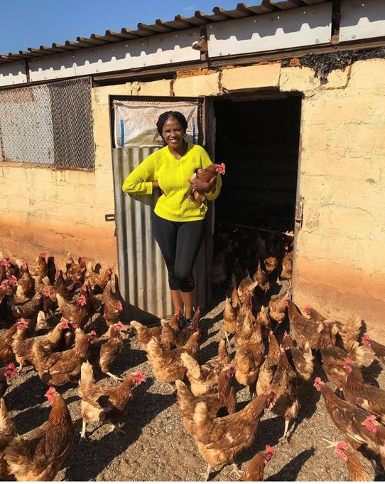 frankbyiringir0's tweet photo. If you're hesitant to #start_small, remember that there are always individuals who can serve as inspiring role models.
Stay connected here for valuable insights and practical skills to help you excel in agriculture. https://t.co/xpylEZG5Jq