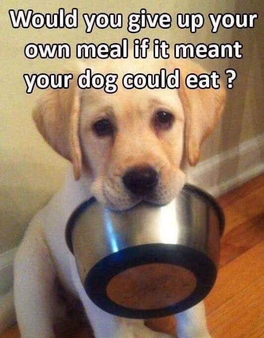 Pawzazzle tweet media