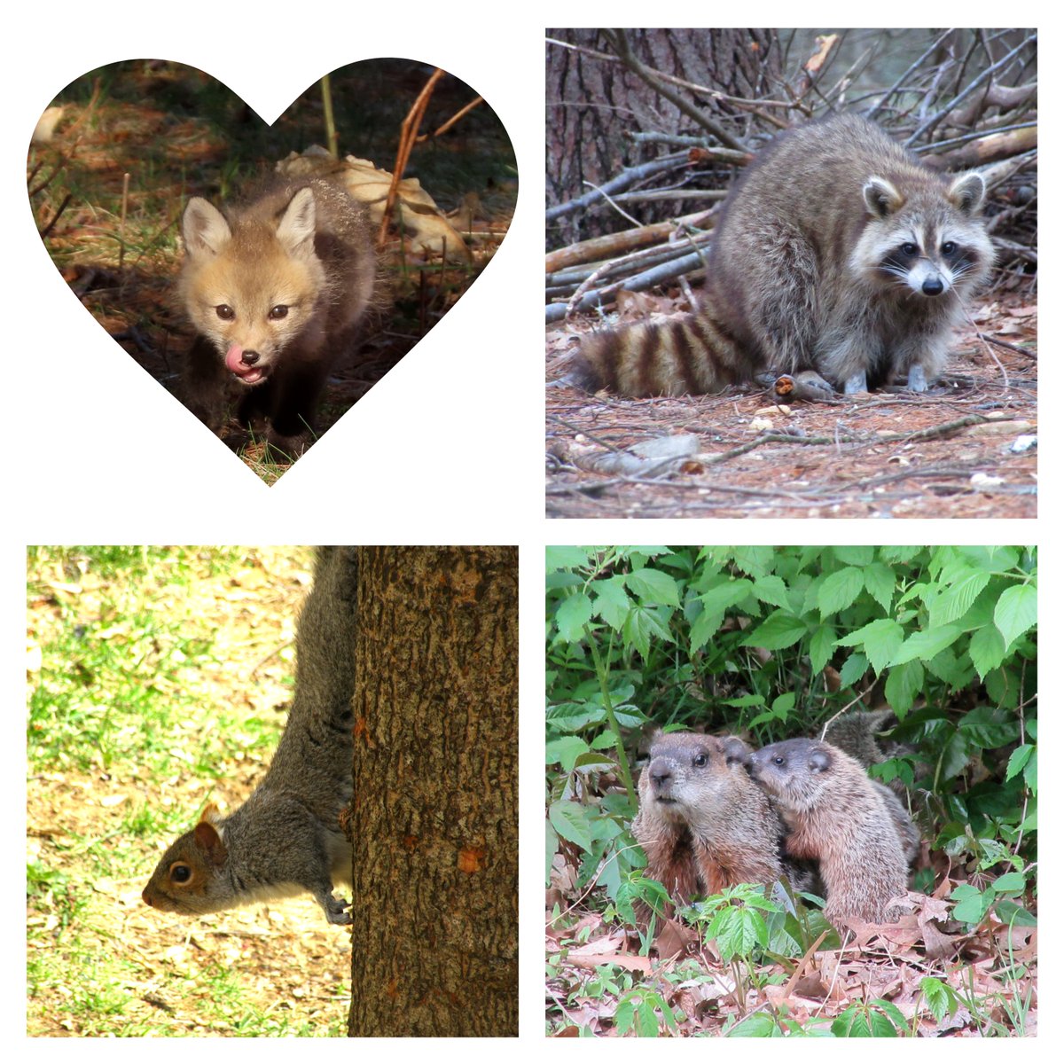 NHCART's tweet photo. Happy Thanksgiving to all of you. Thank you for your support!
#NHCART #CompassionOverkilling #Coexist https://t.co/ILo7ZLVF3p