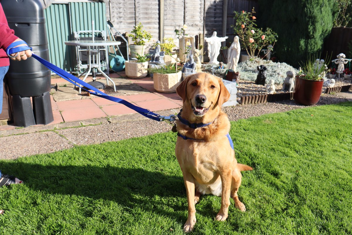 Pets Magazine (@pets_mag) on Twitter photo 🐾 Meet Maisie: The Seizure Alert Dog 🐾
Maisie gives Sally 50 minutes' warning of seizures, transforming her life with freedom and hope.
Read more: petsmag.co.uk/maisie-the-lif…
Thanks <a href="/supportdogsuk/">Support Dogs</a>! 🐕💙
#SupportDogs #SeizureAlertDog #DogsThatSaveLives #PetsMagazine 🐾 Meet Maisie: The Seizure Alert Dog 🐾
Maisie gives Sally 50 minutes' warning of seizures, transforming her life with freedom and hope.
Read more: petsmag.co.uk/maisie-the-lif…
Thanks <a href="/supportdogsuk/">Support Dogs</a>! 🐕💙
#SupportDogs #SeizureAlertDog #DogsThatSaveLives #PetsMagazine