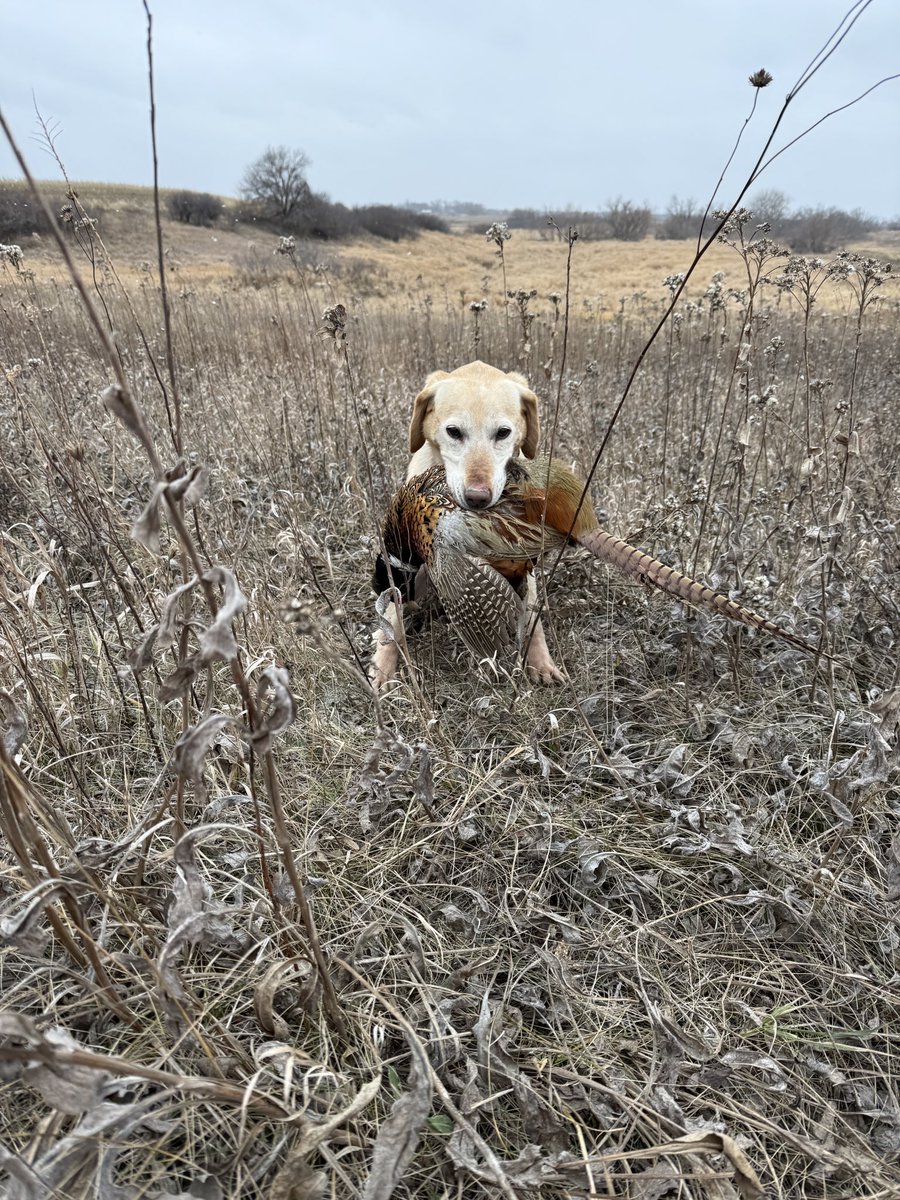 Bryan04028225's tweet photo. Happy Thanksgiving’s to my family and friends. 
Spent the morning in the field with the dogs. https://t.co/2dMcsuJcHe