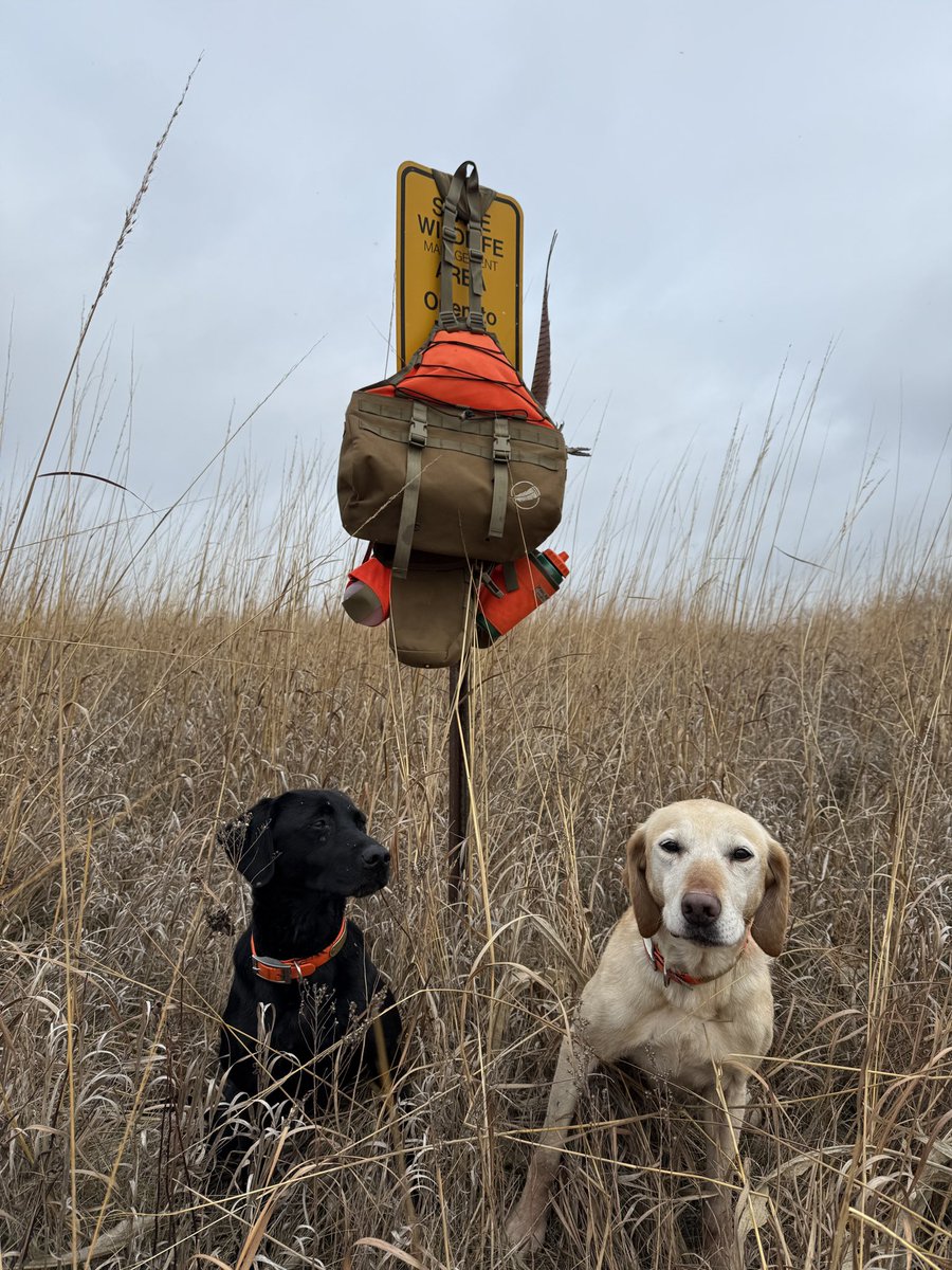 Bryan04028225's tweet photo. Happy Thanksgiving’s to my family and friends. 
Spent the morning in the field with the dogs. https://t.co/2dMcsuJcHe