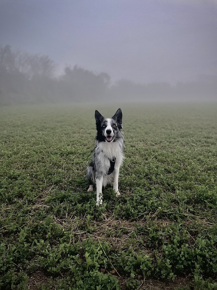 albitaa425's tweet photo. @grefusa Blue, posa hoy en este día de niebla https://t.co/bmi6IlKSRX