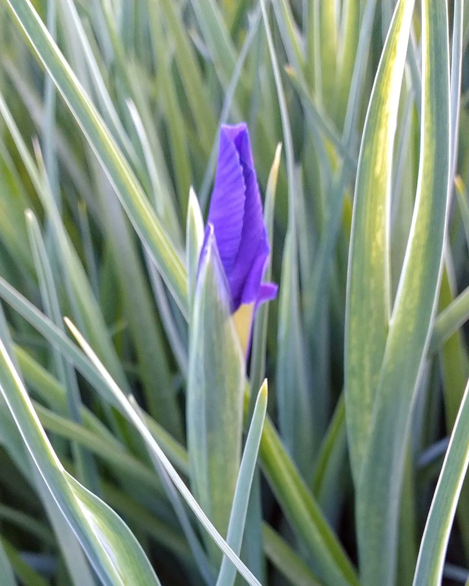 Iris Blue Magic 💜 #Flowerpower 🇳🇱