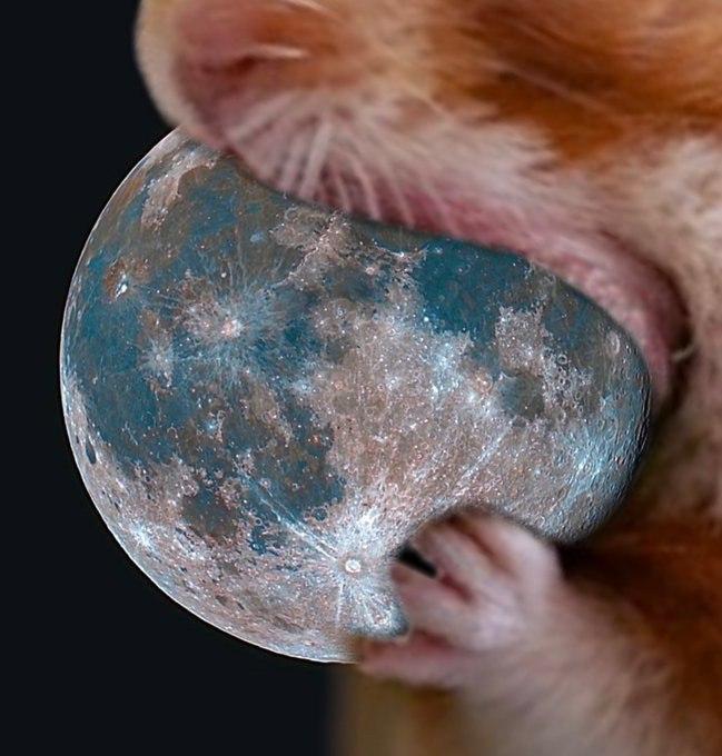 The Moon Rider tweet media