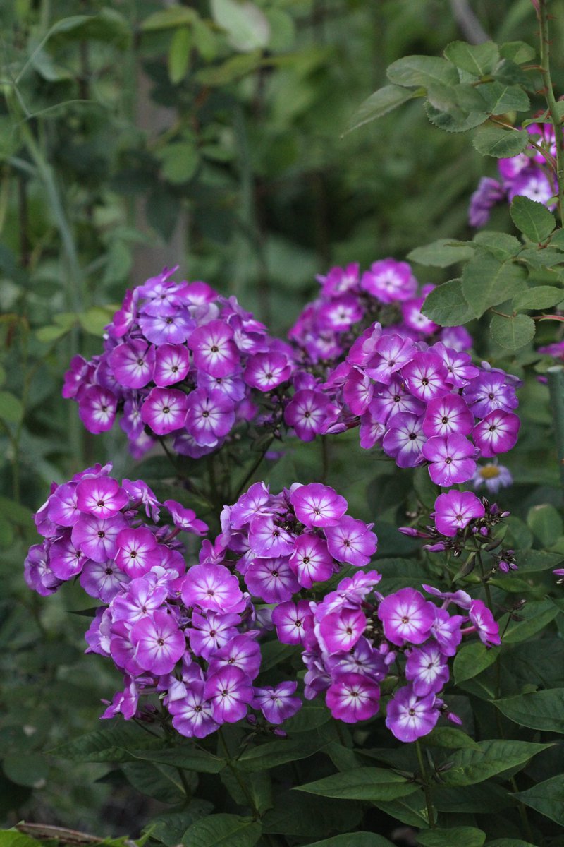 jannibele's tweet image. This beautiful old #Phlox has been in my garden for at least 60 years. Probably my husband’s grandmother or grand grandmother who planted it. A treasure!
