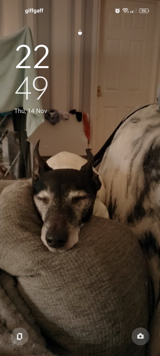 StickyVictoria's tweet photo. @DogLovers03 Here's my rescue dog bullseye 😍 https://t.co/1zUiscWUHa