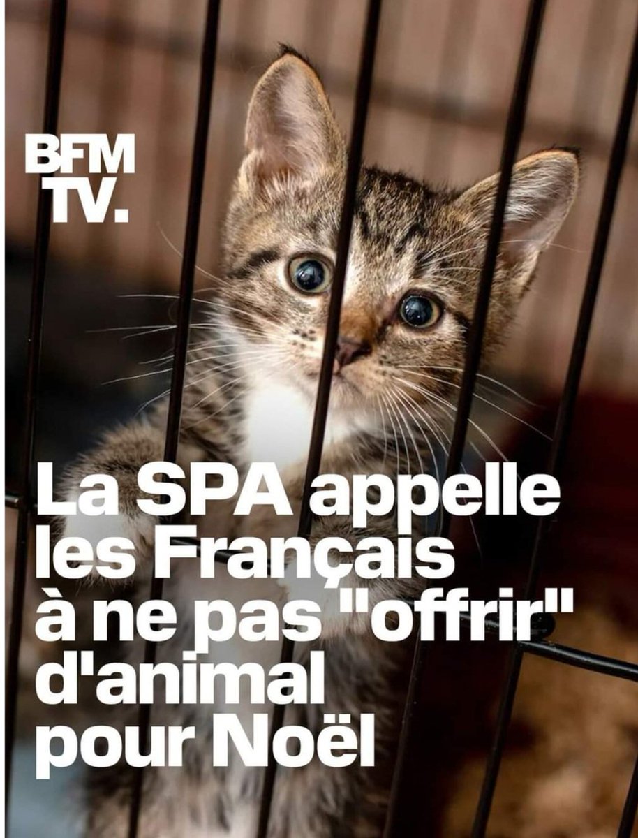 Les animaux ne sont pas des cadeaux de Noël 🎄 🤶 et ne doivent pas venir se rajouter à la longue liste des abandons de l'été. 
Posséder un animal implique de lourdes responsabilités.