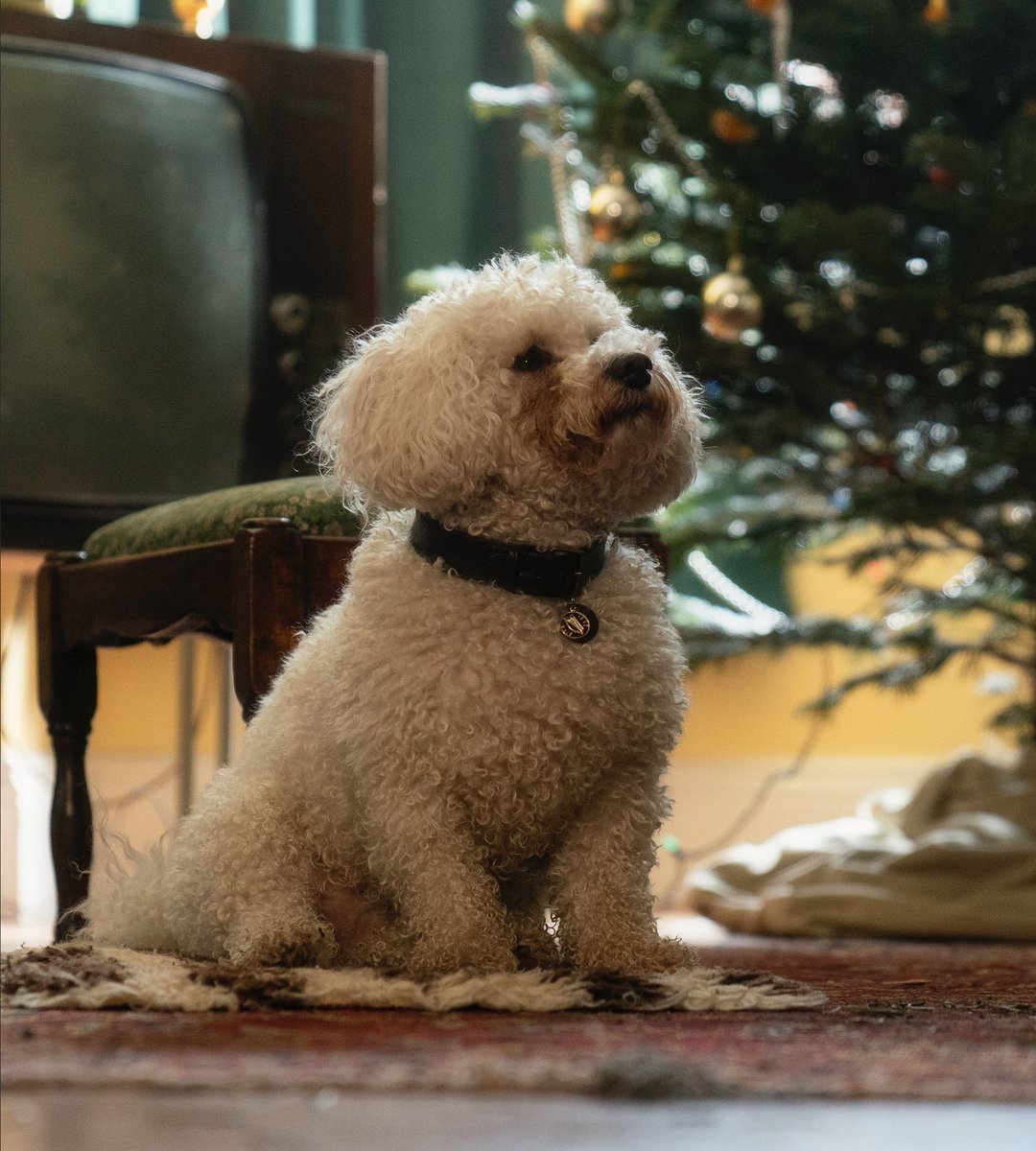Water Feature Films (@water_films) on Twitter photo Looking forward to screening at #foylefilmfestival this weekend. Our film, #aladyofparis is in the Irish section. The story of the friendship between a little dog, Paris and an elderly lady, Lily.
<a href="/FoyleFilm/">Foyle Film Festival</a> Looking forward to screening at #foylefilmfestival this weekend. Our film, #aladyofparis is in the Irish section. The story of the friendship between a little dog, Paris and an elderly lady, Lily.
<a href="/FoyleFilm/">Foyle Film Festival</a>