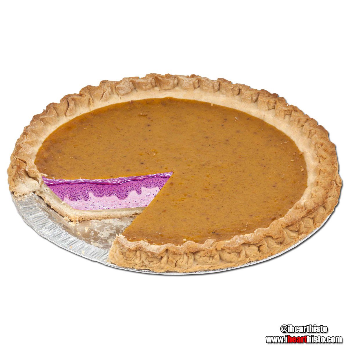 🔬🥧 Pumpskin Pie 🥧🔬

An extra slice of histology for the Thanksgiving holiday!

i♡histo
ihearthisto.com

Pie makes everything better... even histology!

Image shows epidermis and dermis of the skin

#histology #thanksgiving #pumpkinpie #medschool