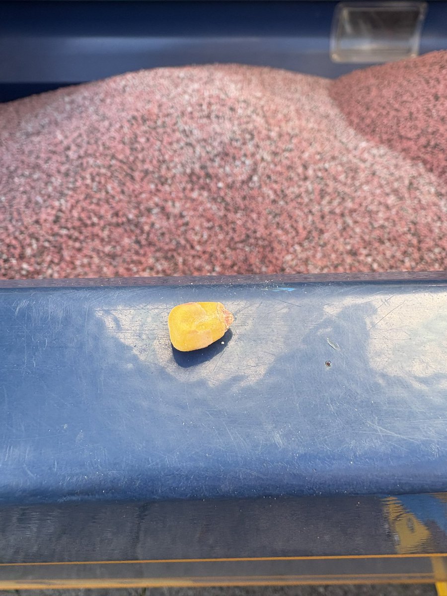 Zander Hughes (@farminginfife) on Twitter photo Hi <a href="/OriginFert/">Origin Soil Nutrition</a>
Bit of inconsistency in the product today. Really could’ve done without the added N in the P+K bags! But thanks for the corn 😳🤨 Hi <a href="/OriginFert/">Origin Soil Nutrition</a>
Bit of inconsistency in the product today. Really could’ve done without the added N in the P+K bags! But thanks for the corn 😳🤨