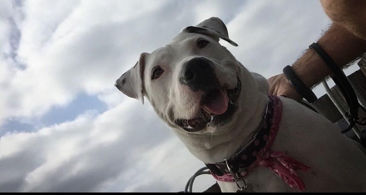 DPPaul's tweet photo. @_XDogs Dolly https://t.co/h0v7dDO7cw