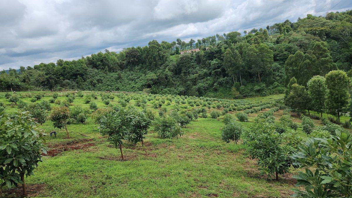 AvoLifeKe's tweet photo. Our goal is to integrate our business model to effectively support the needs of avocado farmers, exporters, oil processors and other avocado value-chain players across Africa. #agriculture #Sustainability #avocados https://t.co/GYbuxA6JUG