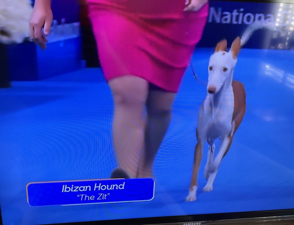 theangryang's tweet photo. i’m obsessed with this dog on the dog show whose name is “The Zit” https://t.co/0mKpUKkVHq