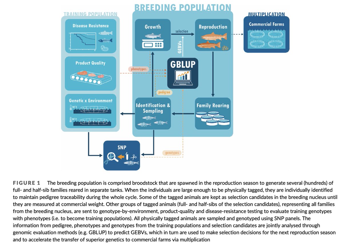 Ben Sutherland (@bsuther7) on Twitter photo Very thorough and well-done review by <a href="/JoseYanezL/">José Manuel Yáñez</a> et al. (2023) 'Genome-wide association and genomic selection in aquaculture.' #genetics #aquaculture
onlinelibrary.wiley.com/doi/10.1111/ra… Very thorough and well-done review by <a href="/JoseYanezL/">José Manuel Yáñez</a> et al. (2023) 'Genome-wide association and genomic selection in aquaculture.' #genetics #aquaculture
onlinelibrary.wiley.com/doi/10.1111/ra…