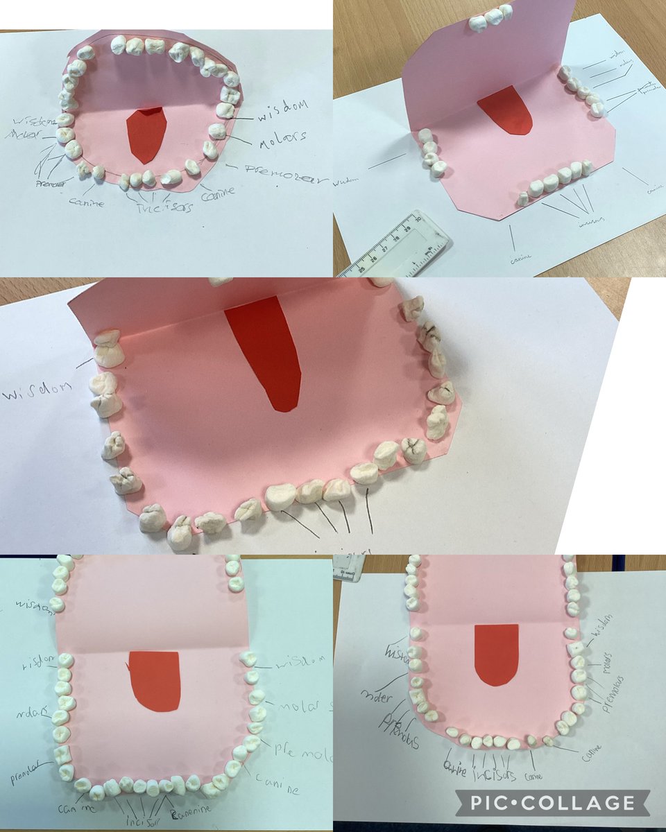 Class 3O have enjoyed learning about teeth and created a mouth with all of the different teeth, using mini marshmallows. 🦷💙