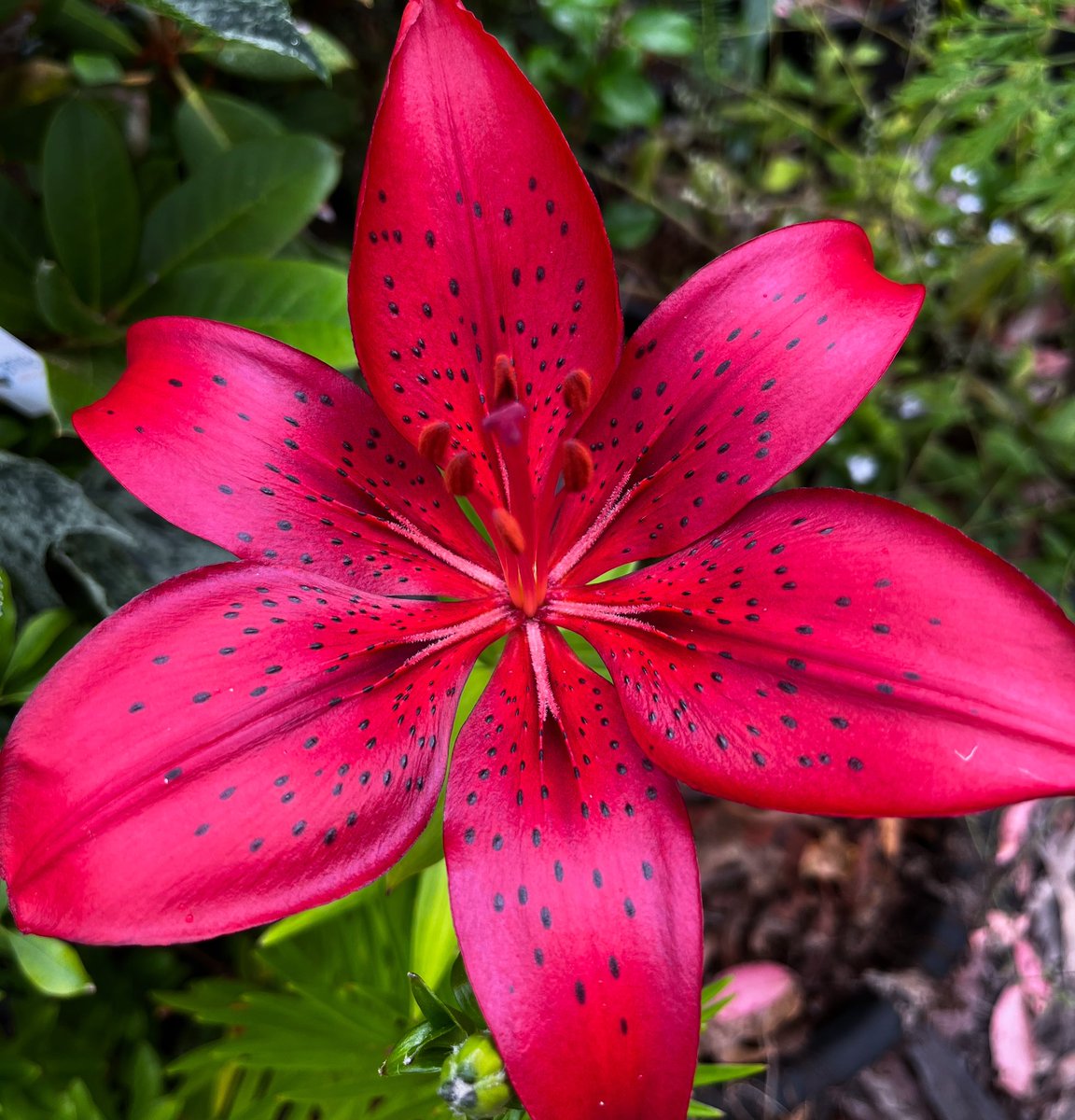 GregBourke3's tweet photo. Another first time flowering for one of my Lilium hybrids.
#plantbreeding #lilium #liliums #bulbs #summer #summerbulbs https://t.co/YlIkod5HQW