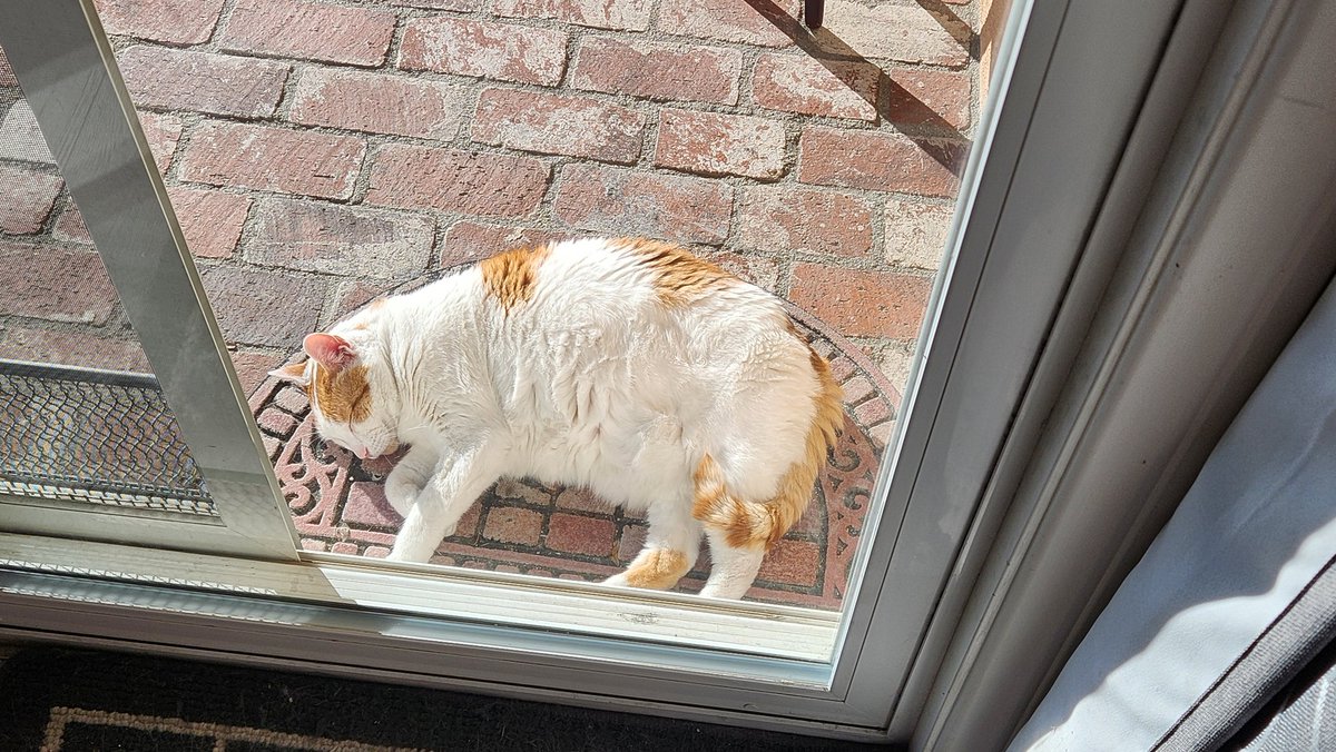 Literally the only Lion not making plays today: