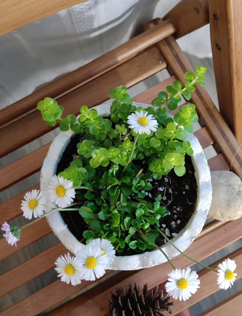 hiroaki324699's tweet photo. The wild and lovely British native daisy https://t.co/witXvg82GO