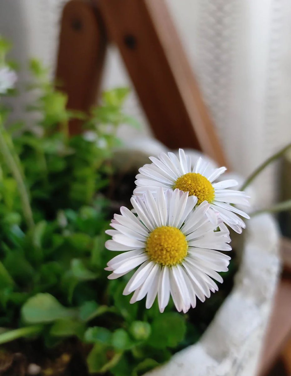 hiroaki324699's tweet photo. The wild and lovely British native daisy https://t.co/witXvg82GO