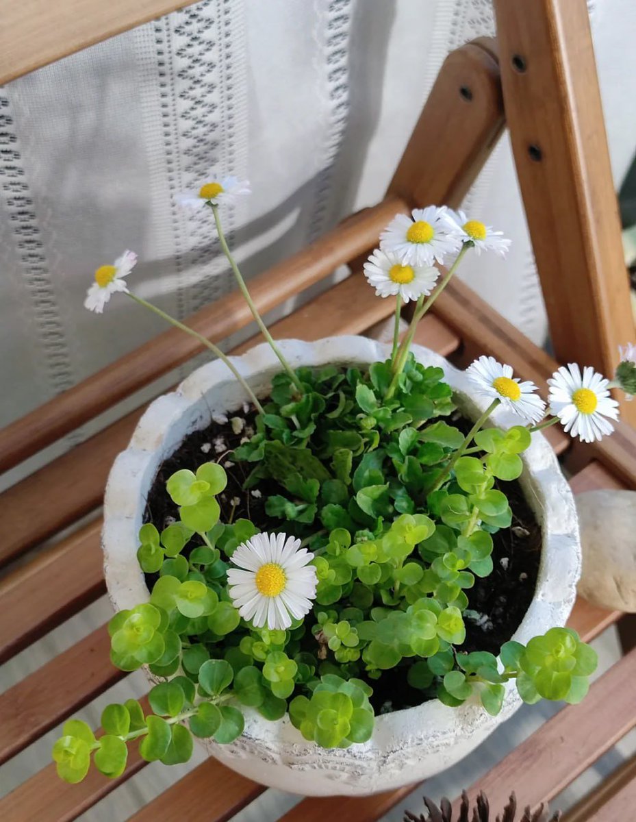 The wild and lovely British native daisy