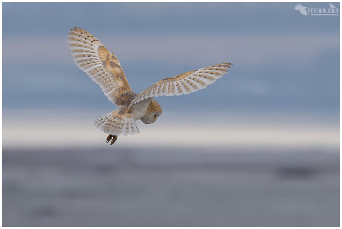 Barn Owl - a couple of images of this beautiful raptor that I encountered unexpectedly, late this afternoon. Never a bad thing! 😍 #barnowl #birdphotography #Highlands #Scotland #ThePhotoHour