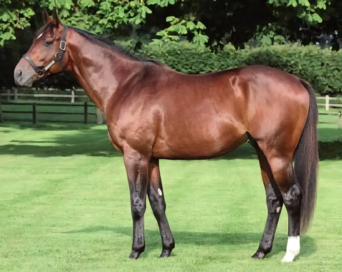 Grup-1 Anafartalar Koşusu galibi Comeback Is Real’in annesi LEMON CHILLER bu yıl GO HERO’yu, Graystorm’un tam kardeşi ROSE QUEEN TRAPPE SHOT’ı ziyaret edecektir. Yine gelecek vadeden kısrak VIEN VIEN GO HERO’yu, başarılı taylarıyla adını bildiğiniz SCABALL FALCO’yu ziyaret