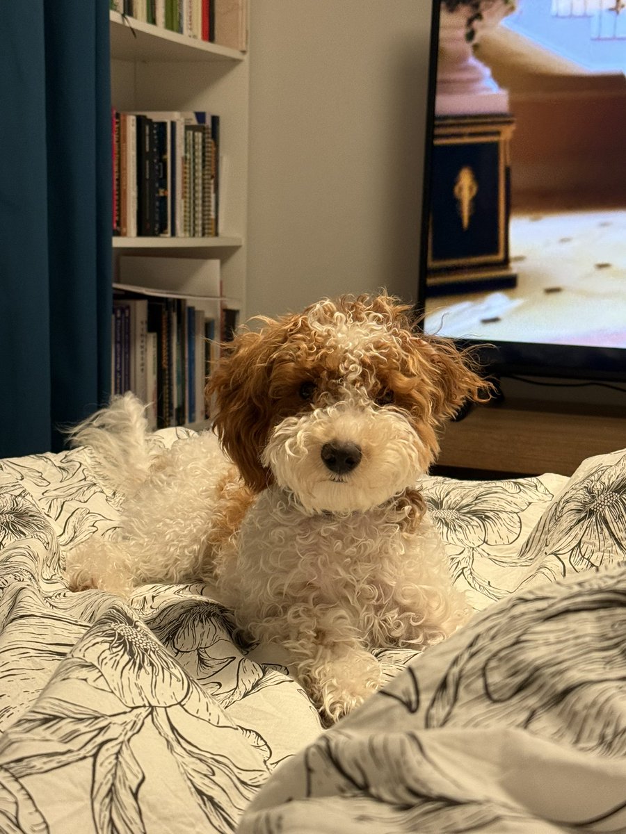 xartemia's tweet photo. 🐶 https://t.co/45dhHsBfhH