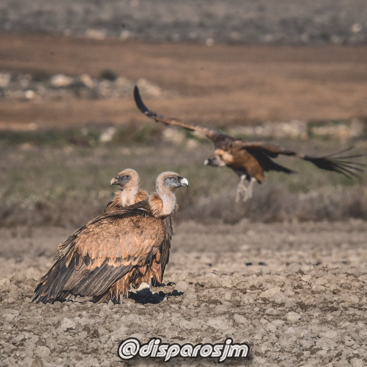 El buitre leonado (Gyps fulvus)
Es una especie de ave accipitriforme de la familia Accipitridae y uno de los pocos buitres que se pueden encontrar en Europa junto con el buitre negro, el alimoche y el quebrantahuesos.

#fotografiaenredes #fotografiaenred #buitre #buitreleonado