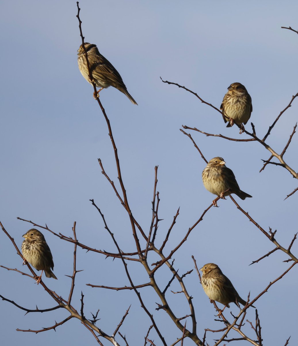 Corn Buntings today on Salisbury plain.
#birds #Ukbirding #birdwatching #birdphotography