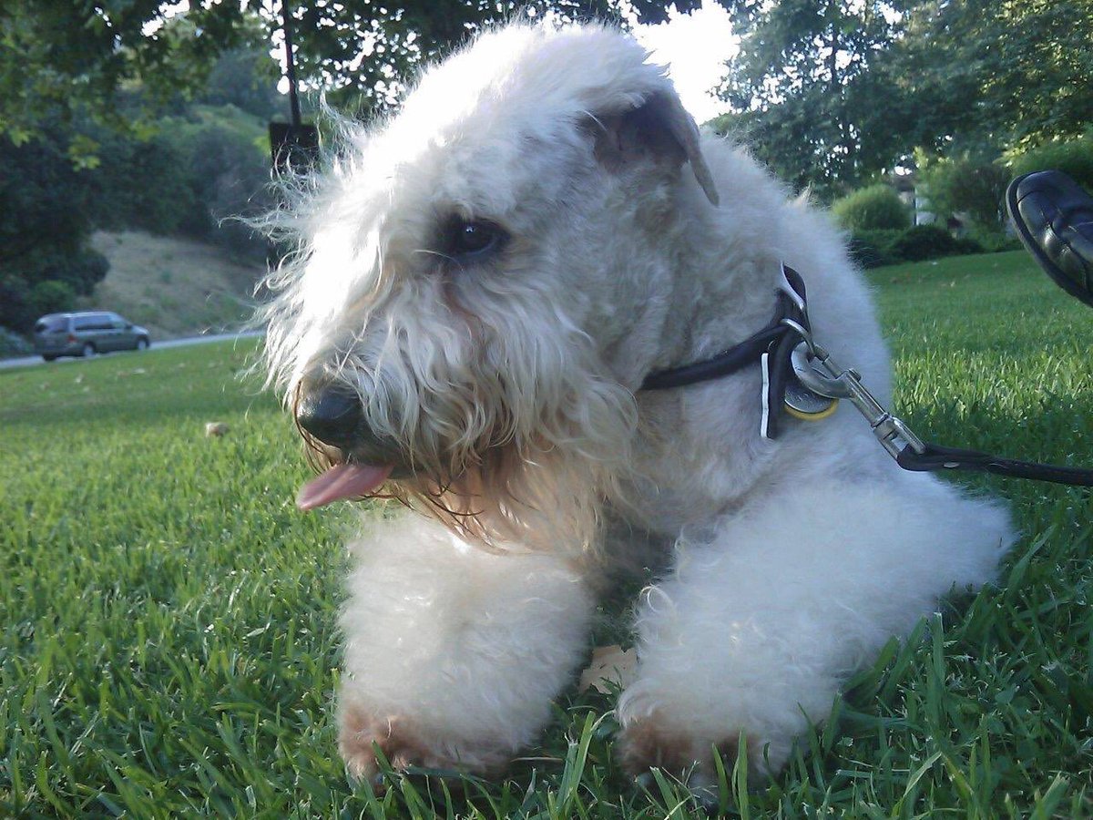 MDAVIDSMITH's tweet photo. @_XDogs It’s been 13 years since GingerLeeSCWT went over the rainbow bridge from the same and I still miss her. Our last day. https://t.co/3jt3JhtBKg