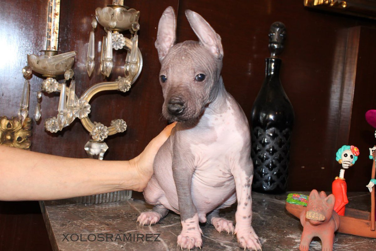 xolosramirez1's tweet photo. Pox, el Xoloitzcuintle Perfecto
Pox, un xoloitzcuintle estándar sin pelo, es la personificación de la tranquilidad y la buena naturaleza. *RESERVADO #Xoloitzcuintle #StandardXolo #StandardXoloitzcuintle #XolosRamirez #XoloDog #Xoloitzcuintlis https://t.co/HV3t8UIj9w
