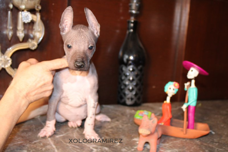 xolosramirez1's tweet photo. Pox, el Xoloitzcuintle Perfecto
Pox, un xoloitzcuintle estándar sin pelo, es la personificación de la tranquilidad y la buena naturaleza. *RESERVADO #Xoloitzcuintle #StandardXolo #StandardXoloitzcuintle #XolosRamirez #XoloDog #Xoloitzcuintlis https://t.co/HV3t8UIj9w
