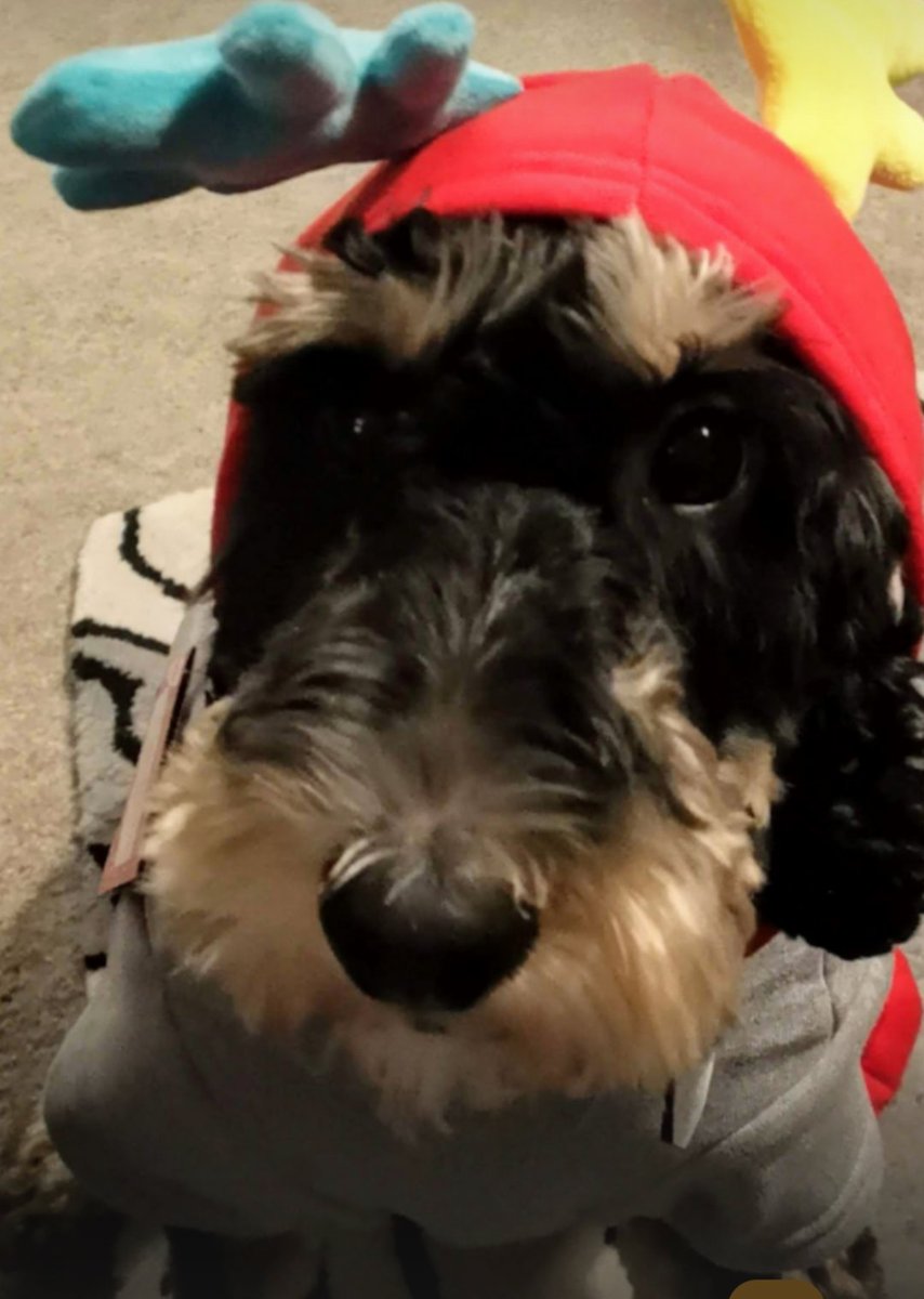 MartinTaylor114's tweet photo. #skyNFL Charlie dressed up for Thanksgiving 🦃 🐶. Enjoying the game from Somerset. A bit one-sided #Lions https://t.co/zoxVfzMkYr