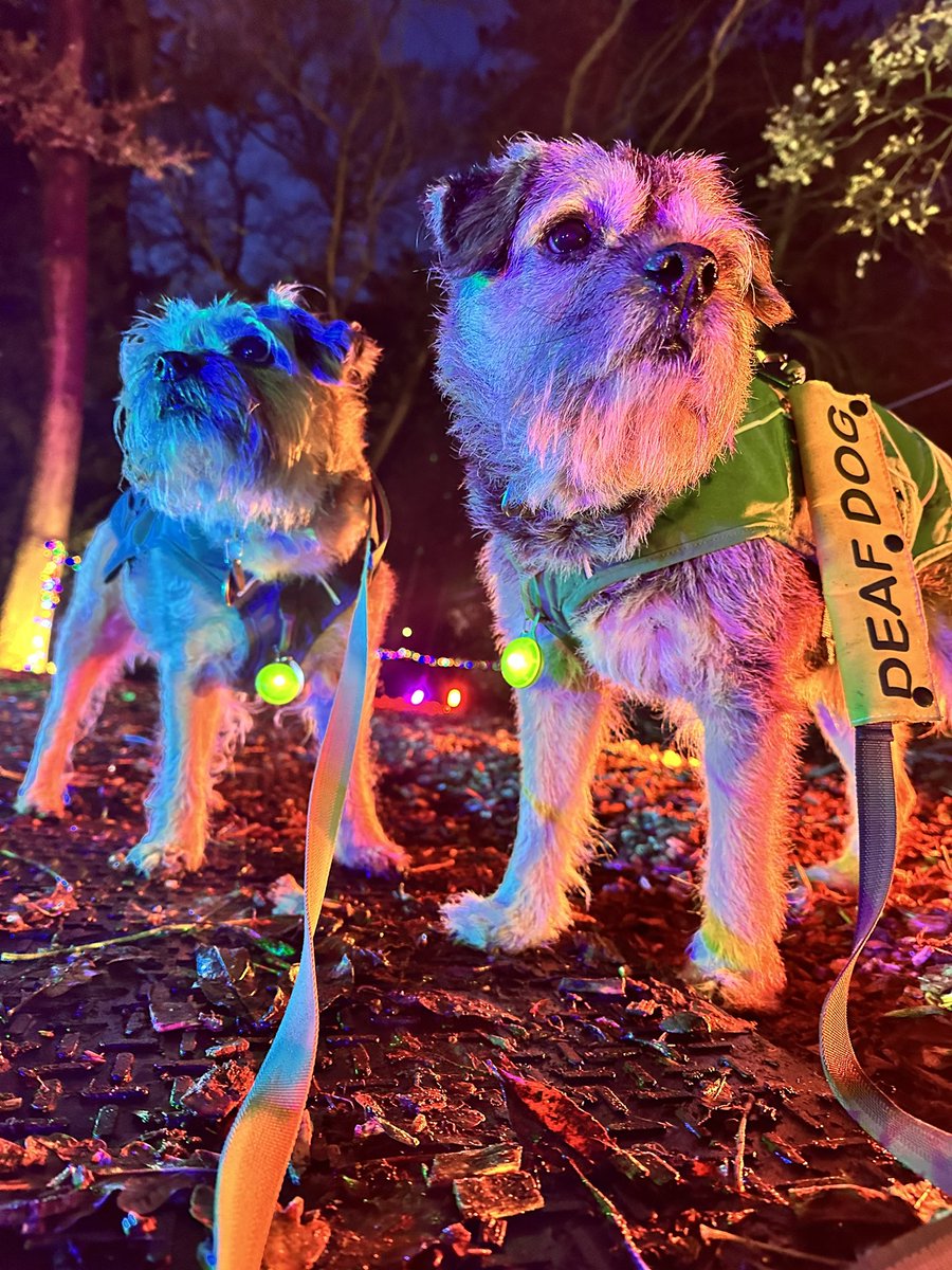 ScrappyN's tweet photo. THE BEST TIME PALS @DelapreAbbey for the #winterlightstrail this evening, it was AMAZING and the perfect way to get into the Christmas spirit. They even had light up SQUIRRELS 😁 

#DelapreAbbey #WinterLightsTrail #ScrappyNelson #DuncanPickles #dogsofX #btposse #Northampton https://t.co/Ni1Xn5zRFy