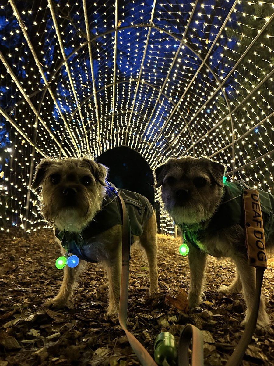 ScrappyN's tweet photo. THE BEST TIME PALS @DelapreAbbey for the #winterlightstrail this evening, it was AMAZING and the perfect way to get into the Christmas spirit. They even had light up SQUIRRELS 😁 

#DelapreAbbey #WinterLightsTrail #ScrappyNelson #DuncanPickles #dogsofX #btposse #Northampton https://t.co/Ni1Xn5zRFy