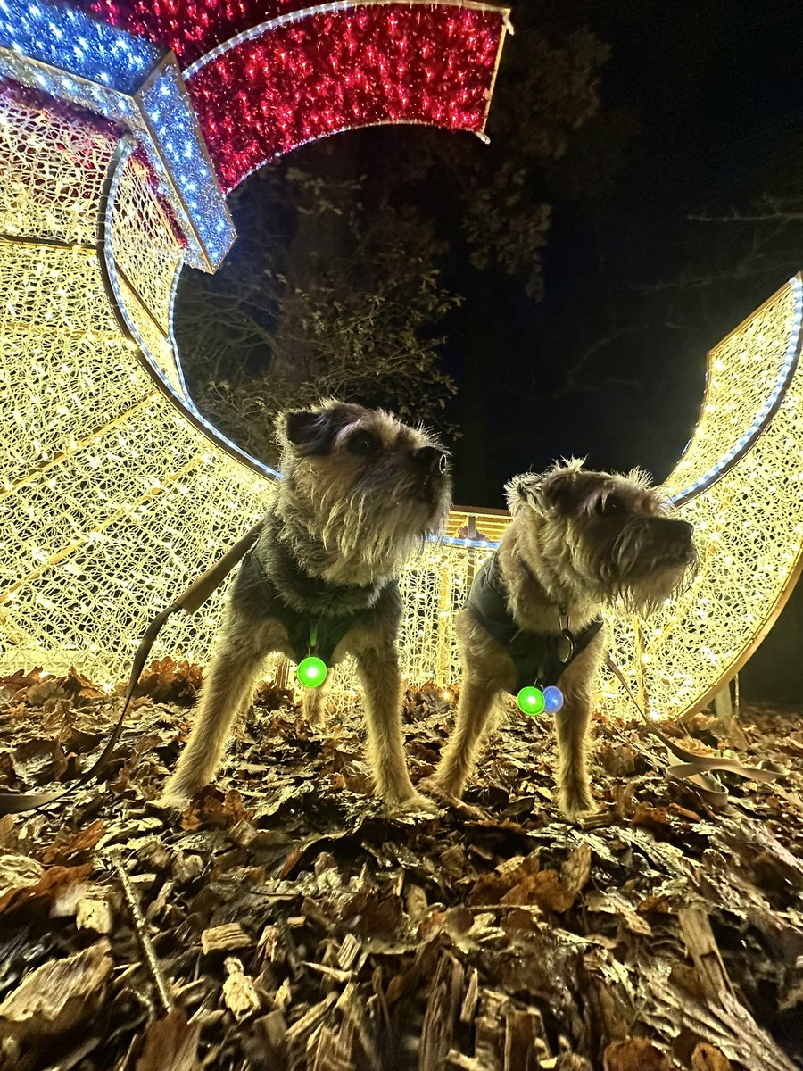 ScrappyN's tweet photo. Another few pics from the brilliant @DelapreAbbey #WinterLightsTrail tonight pals… what a bit of magic ✨ and we have had the best time #ScrappyNelson #DuncanPickles #dogsofX #btposse #DelapreAbbey #Northampton #ScrappyChristmas https://t.co/06ZaRsJwkF