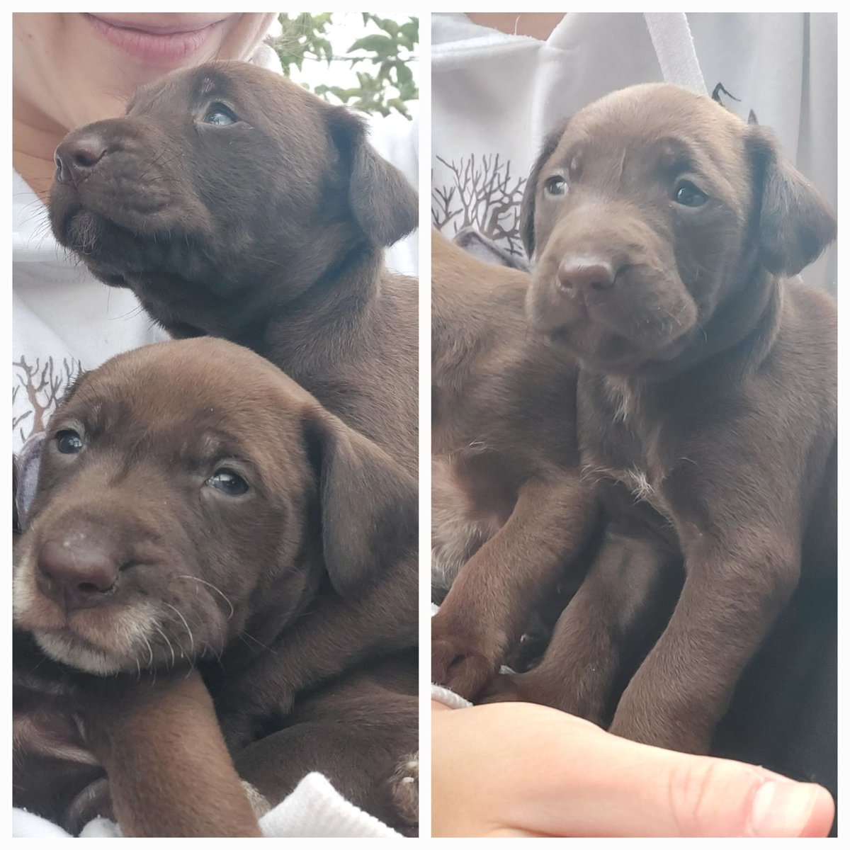 Cachorros Drahaatar en adopción <a href="/adoptame_col/">adoptame_col</a> <a href="/iRazasdePerros/">Razas de perros</a> <a href="/perrosymas/">Queridos peludos</a> <a href="/supercachorros/">Super Cachorros</a> <a href="/AdoptaCachorros/">Cachorros Adopcion</a>