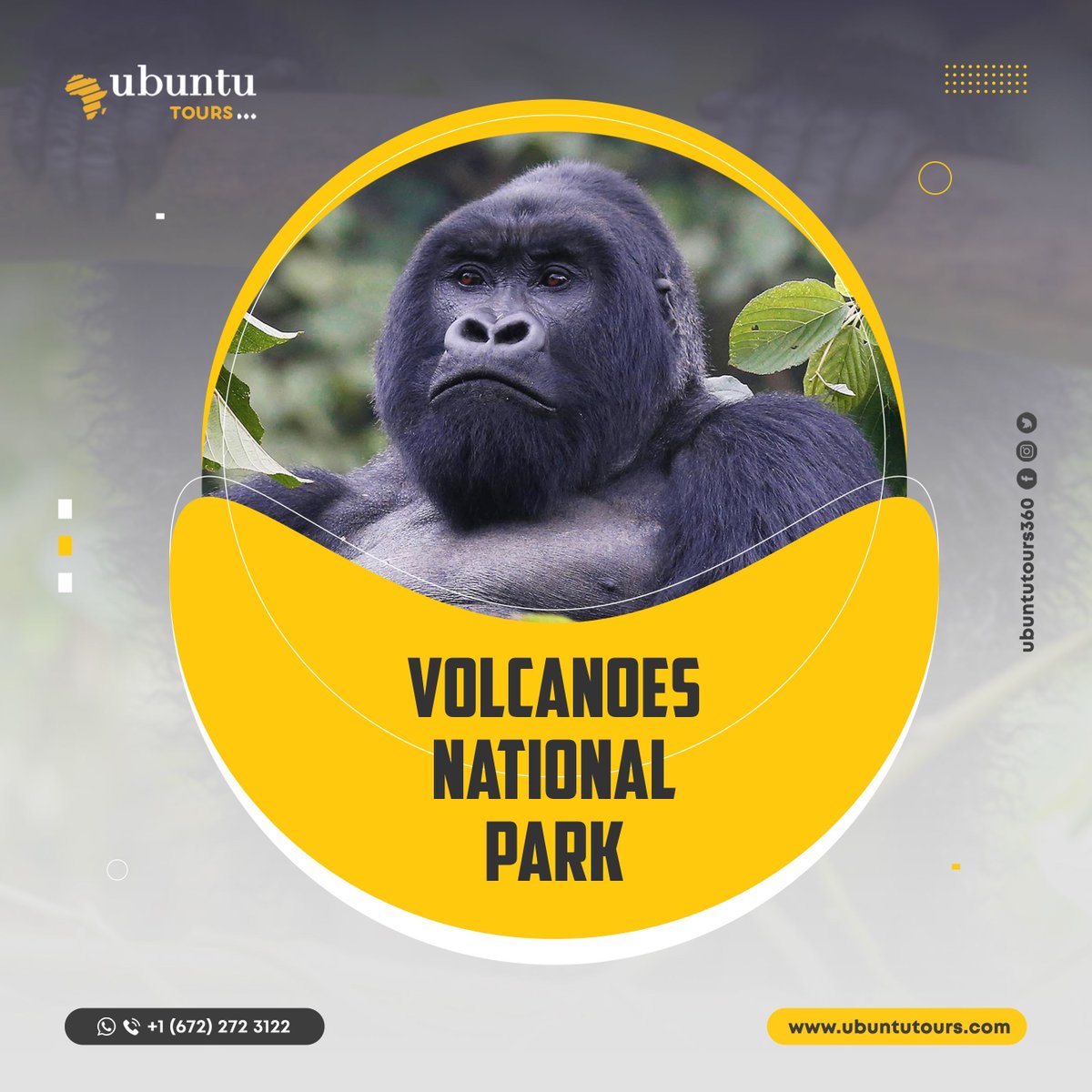 UbuntuTours_360's tweet photo. Explore the wonders of Volcanoes National Park with Ubuntu Tours! 🌋🐾 Witness the majestic gorillas and experience the beauty of Rwanda's wildlife. Book your adventure today! 🌿

#UbuntuTours
#VolcanoesNationalPark
#GorillaTrekking
#VisitRwanda
#AdventureAwaits
#TravelAfrica https://t.co/0FQHJk9cur