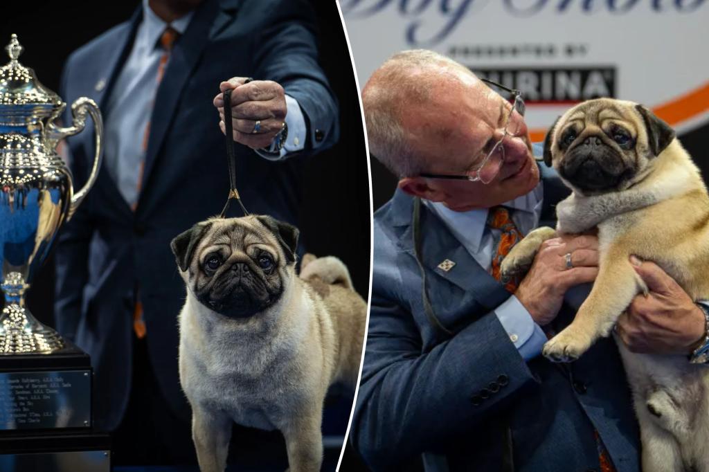 nypost's tweet photo. Pug named Vito makes history winning Best in Show at National Dog Show 2024: ‘Everybody loves him’ https://t.co/JomozLfXBV https://t.co/QUuzFOPPYD
