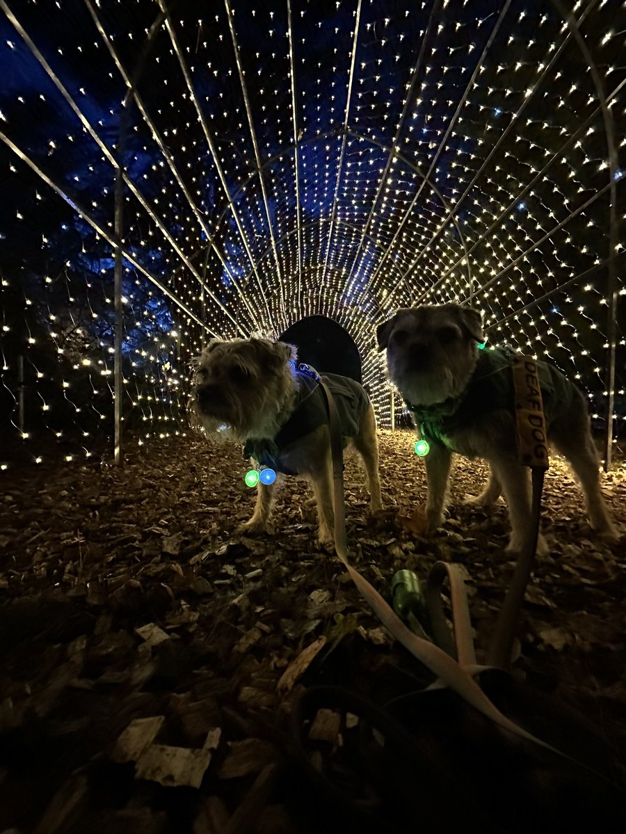 DuncanPickles's tweet photo. Who knew I could play piano… new skill unlocked at the @DelapreAbbey #WinterLightsTrail tonight 😁 #duncanpickles #DelapreAbbey #dogsofX #btposse #ScrappyChristmas https://t.co/eMBYna3nJM