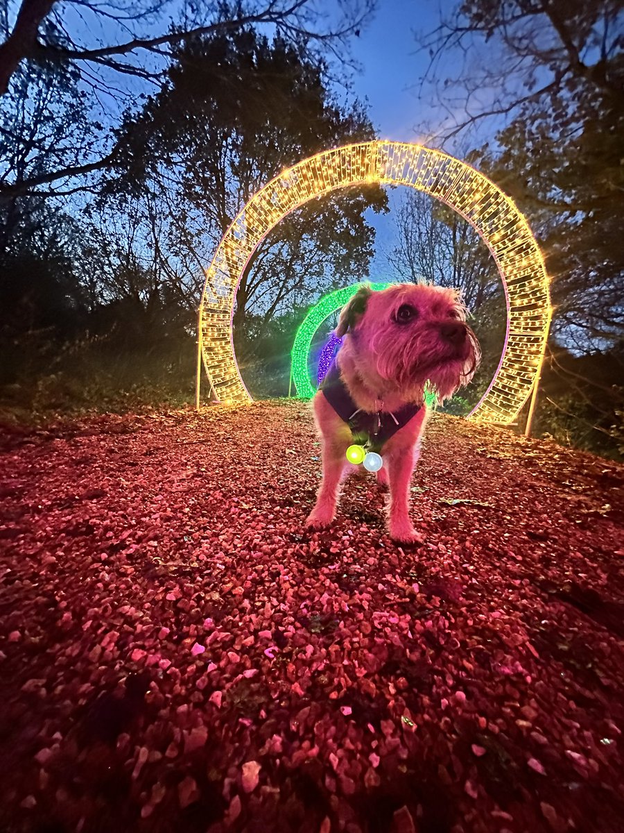 DuncanPickles's tweet photo. Who knew I could play piano… new skill unlocked at the @DelapreAbbey #WinterLightsTrail tonight 😁 #duncanpickles #DelapreAbbey #dogsofX #btposse #ScrappyChristmas https://t.co/eMBYna3nJM