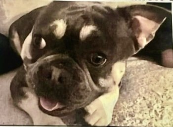 millypod1's tweet photo. 🆘25 NOV 2024 #Lost ROLO #ScanMe #Tagged
Lilac And Tan French Bulldog Male
Marlow Common Woods #Marlow #Buckinghamshire #Bucks #SL7
https://t.co/j3J7J7dQ7X https://t.co/ICyY7QAWdt