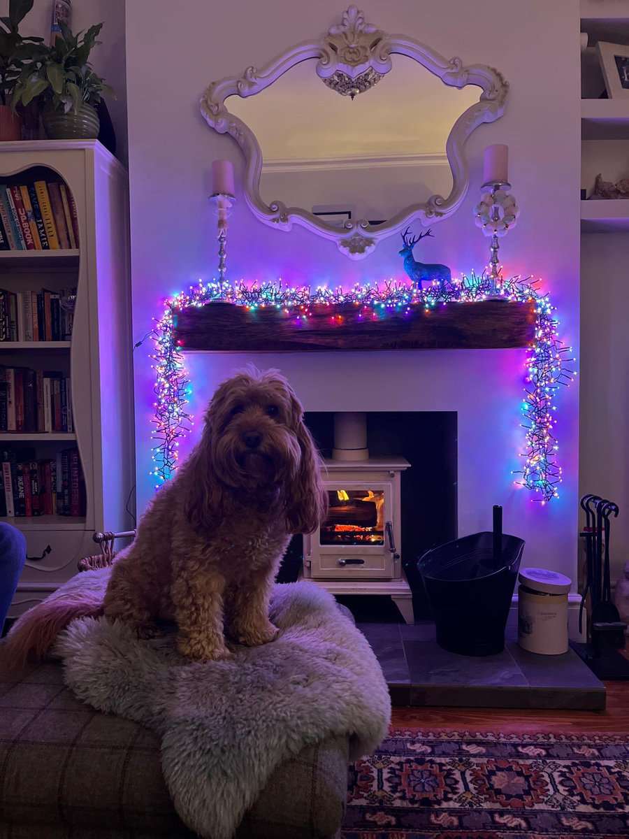 CockapooJuno's tweet image. Happy Thursday Furpals. Hoomum says it’s beginning to look a lot like Christmas 🎄 🎅🏻 #Christmas2024