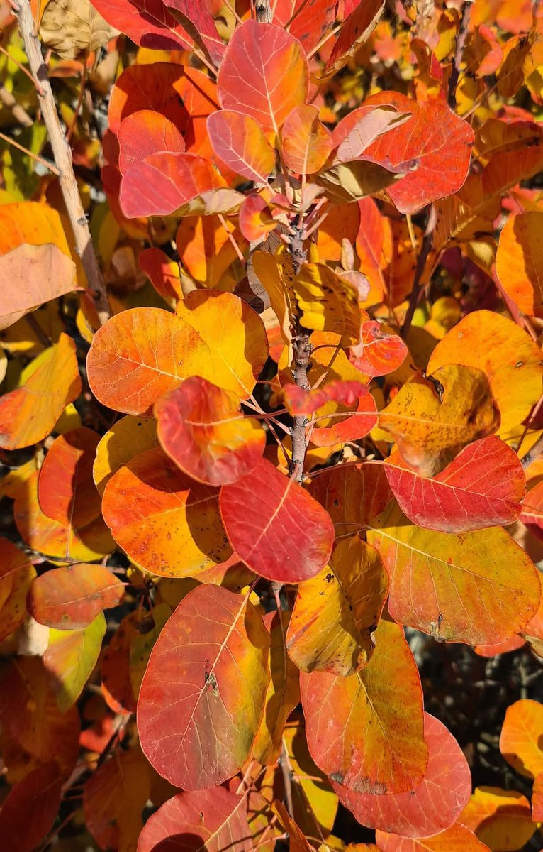 Egon e foiarole. 🍁
La natura dipinge per noi.
#carso #fvg #iosonofriuliveneziagiulia