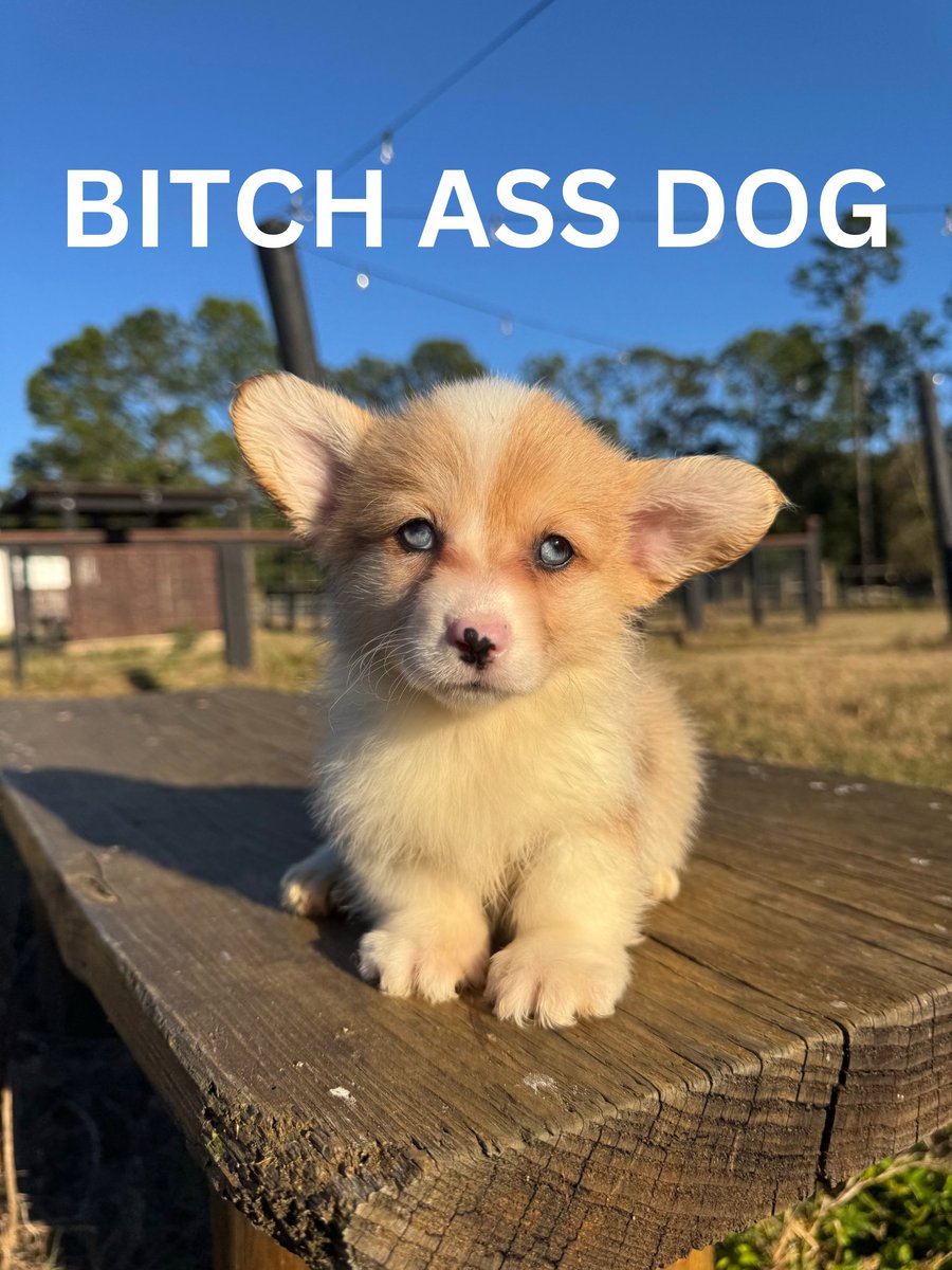 NEXT 1000x MEMECOIN 

PRESALE IN BIO

#Crypto 
#memecoin 
#Altcoins 
#1000x 
#CryptoCommunity
#DeFi 
#CryptoNews 
#Blockchain 
#CryptoPresale 
#Bitcoin 
#Ethereum
#ShibaInu
#Dogecoin
#CryptoInvesting
#CryptoBuzz
#MoonShot
#NFTs
#Cryptocurrency
#PumpItUp
#Presale
#CryptoGems