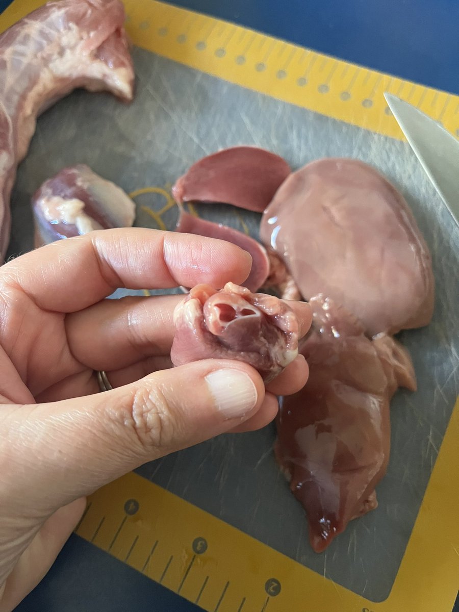 writeshiftrn's tweet image. Happy Thanksgiving!! 🦆

I’m thankful I got to dissect a duck heart while the kiddo seasoned the rest of it….

Hearts are so cool!

We like duck better than turkey around here, so we make Thanksgiving Duck whenever we can find one.