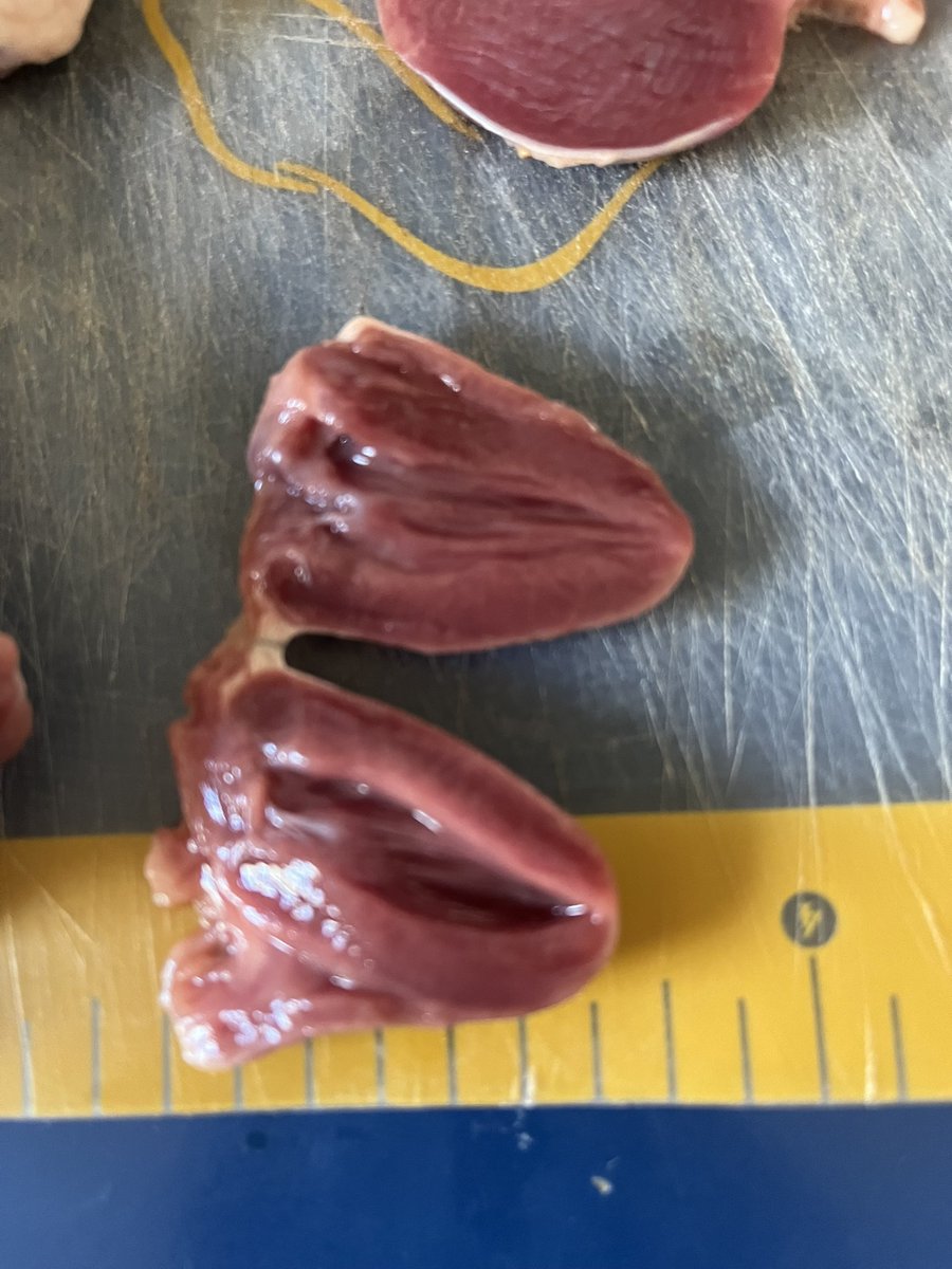 writeshiftrn's tweet image. Happy Thanksgiving!! 🦆

I’m thankful I got to dissect a duck heart while the kiddo seasoned the rest of it….

Hearts are so cool!

We like duck better than turkey around here, so we make Thanksgiving Duck whenever we can find one.